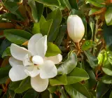 Magnolia Dwarf coco Plant