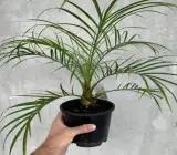 Deglet Noor Variety Date Palm Live Plant – Premium Sweet Date Fruit Plant