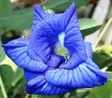 Asian pigeonwings Plant (Aparajita)BLUE