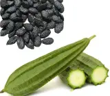 Hybrid Seeds Machar Jhinga No. 1 Seeds Fresh Ridge Gourd Seeds