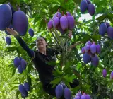 Blue Mango Aam Grafted Fruit Plant