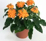 CROSSANDA FLOWERING PLANT
