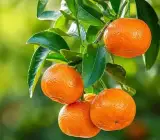 Kinnow Live Fruit Plant – Sweet & Juicy Premium Citrus Plant for Home Garden