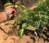Persimmon Fruit-Graftingf Plant