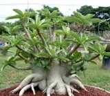 Arabicum adenum
