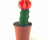 Moon Cactus (Grafted,RED) – Cactus Plant