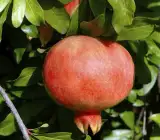 Kazake Pomegranate Plant