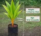 Kerala Dwarf Coconut Fruit Plant – Premium Dwarf Coconut Live Plant