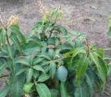 Thai Dwarf All Time(Sour) (Grafted) mango plant