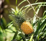 Pineapple Fruit Plant
