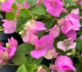 Spottted Miss Holand Bougainvillea