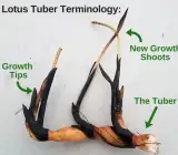Lotus Tubers Flowers Plant Bulbs
