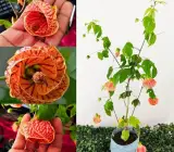 Lantern hibiscus FLOWERING Plants