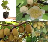 Hayward Kiwi Fruit Plant – Premium Female Kiwi Vine for Home Garden