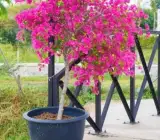Spottted Miss Holand Bougainvillea
