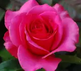 HYBRID GRAFTED ROSE FLOWERING PLANT(PINK)