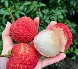 Giant Litchi Grafted Fruit Plant – Premium Lychee Live Fruit Plant