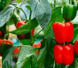 bell chilli