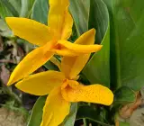 Chena lily flower plant