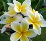 Yellow & White Plumeria Potted Plants