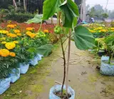 DOMBEYA FLOWERING PLANT(PINK)