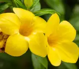 ALLAMANDA FLOWERING PLANT(YELLOW)