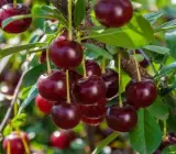 Malyan Cherry Grafted & Hybrid Fruit Plant – Premium Live Plant