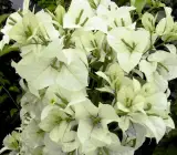 Snow White bougainvellia