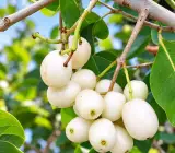 White Jamun Grafted Fruit Plant - Rare & Premium Variety