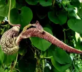 Aristolochia Flowering plants