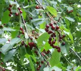 East Indian Cherry