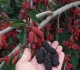 Chiang Mai 60 Mulberry Live Plant – Sweet & Juicy Premium Mulberry Fruit Plant