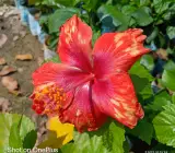Austrian Hibiscus Flowers Plants (TIGER SHADE)