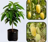 Katimon Mango -GRAFTING plants