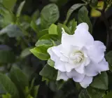 Raaj Tagar Flower Plant
