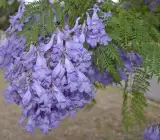 Jacaranda Flowers Plants