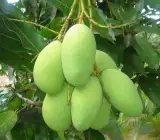 Vastara Mango Plant (Grafted) All time Fruit