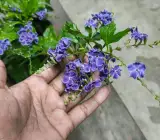 Purple Duranta Flower Plant – Duranta Erecta Live Ornamental Flowering Plant