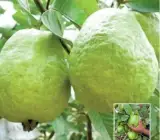 Thai KG Guava -Fruit Plants