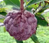 Red Custard Apple Plant