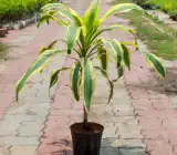 Victorio plants