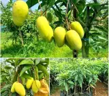 kothapalli kobbari ( Grafting ) mango plant