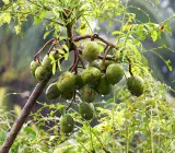Hog Plum (Amra) Grafting Fruit Plant
