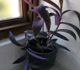Purple heart HANGING PLANT