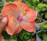 Australia hibiscus flowers plants(light orang)
