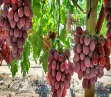 Thai Verity Seedless Red Grapes Plant