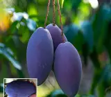 Blue Mango Aam Grafted Fruit Plant