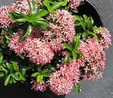 Chinese ixora FLOWER PLANT(PINK)
