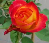 Alinka Rose Plants