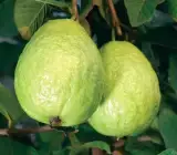 Allhabad guava Fruit plant